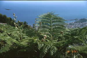 madeira-reisen-2